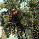 Pomegranate Tree Fine Art Print - Early 20th Century Photograph