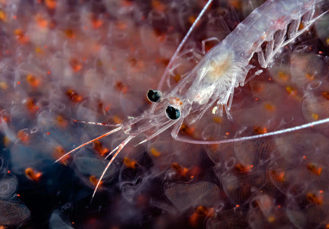Undescribed Shrimp Larva on Egg Sack Fine Art Print by Bruce Shafer