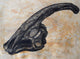 Parasaurolophus walkerii Dinosaur Skull Fine Art Print