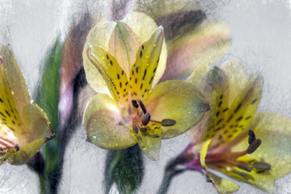 Peruvian Lilies (Alstroemeria) Art Print by F. M. Kearney - New York City