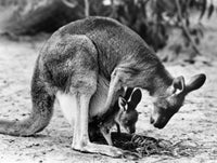 Kangaroo with Young in Pouch Fine Art Print