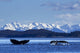 Humpback Whale Tails Diving Fine Art Print - Southeast Alaska