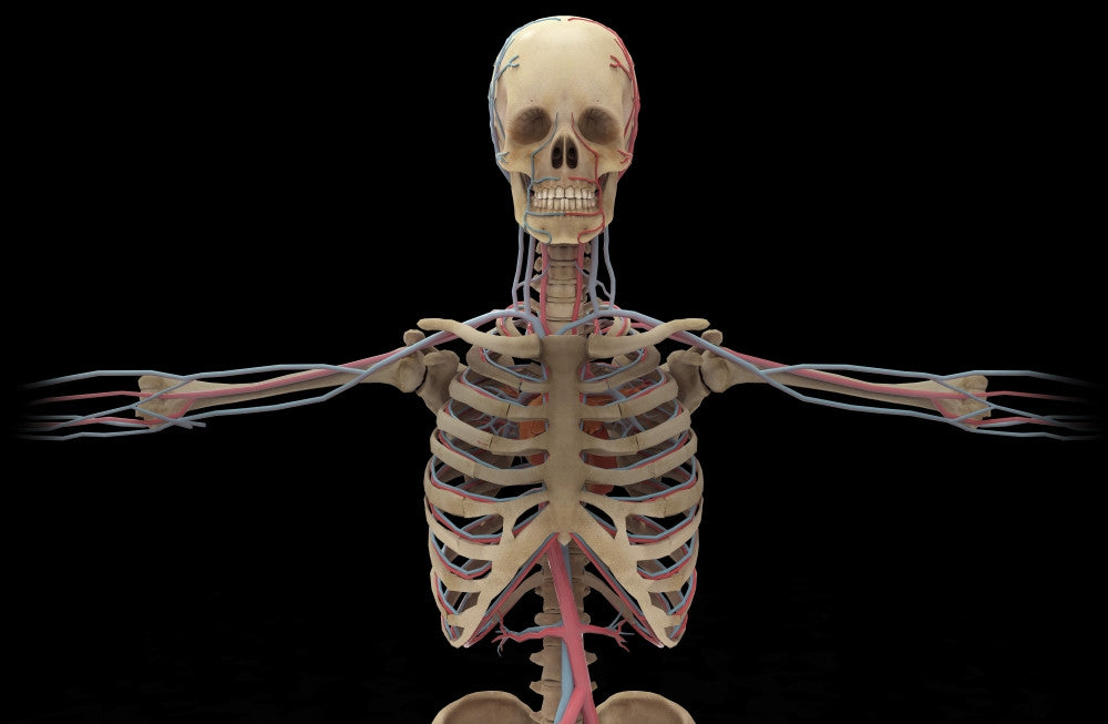 3D Rendering of Human Circulatory System Fine Art Print