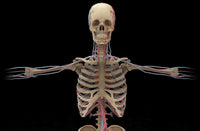 3D Rendering of Human Circulatory System Fine Art Print