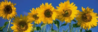 Sunflowers Fine Art Poster Print by Panoramic Images (37x12)