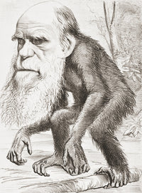 Charles Darwin Cartoon Print - A Venerable Orang-Outang