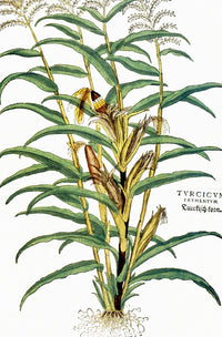 Corn (Zea Mays) Woodcut Fine Art Print by Granger Collection