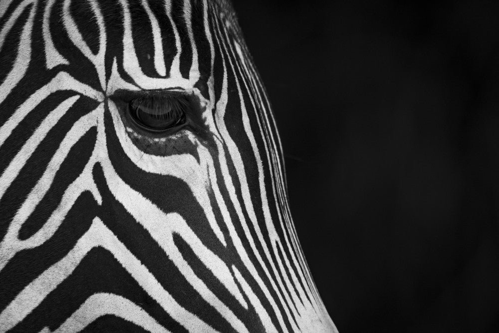 Close-Up of Grevy's Zebra Fine Art Print by Nick Dale