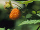 Salmonberry Fine Art Print by Robert L. Potts - Waldport, Oregon