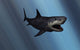 Megalodon Shark Fine Art Print from the Cenozoic Era