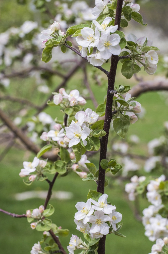 Apple Trees in Bloom Fine Art Print by Walter Bibikow