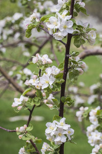 Apple Trees in Bloom Fine Art Print by Walter Bibikow