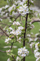 Apple Trees in Bloom Fine Art Print by Walter Bibikow