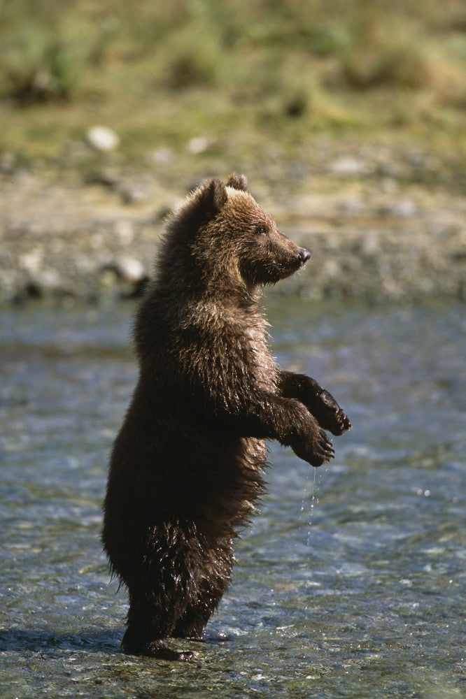 Adolescent Brown Bear Fine Art Print by Tom Soucek | Posterazzi