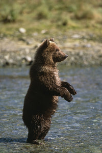 Adolescent Brown Bear Fine Art Print by Tom Soucek | Posterazzi