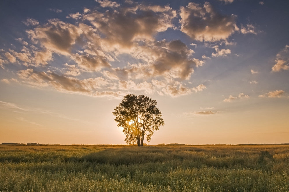 Oat Field with Cottonwood Tree at Sunset Fine Art Print by Dave Reede