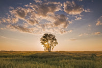 Oat Field with Cottonwood Tree at Sunset Fine Art Print by Dave Reede