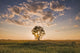 Oat Field with Cottonwood Tree at Sunset Fine Art Print by Dave Reede