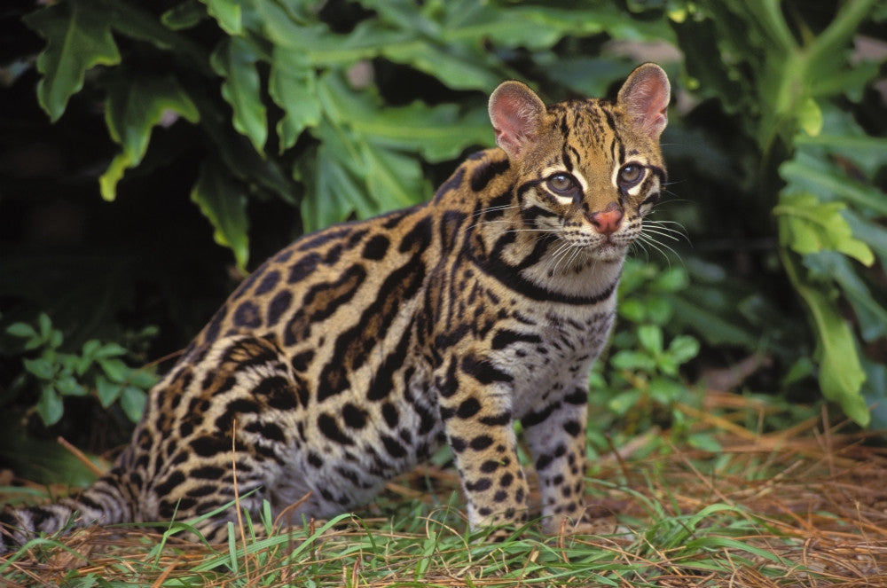 Ocelot Fine Art Print - Southwestern USA, South America
