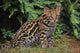 Ocelot Fine Art Print - Southwestern USA, South America