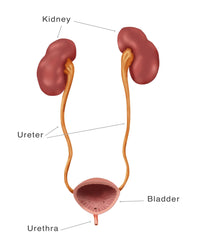 Kidneys, Ureter & Urinary Bladder Illustration Print by Monica Schroeder