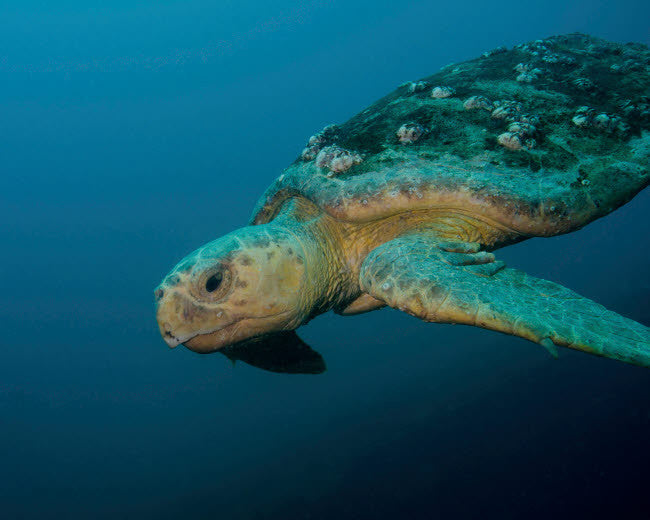 Loggerhead Sea Turtle Fine Art Print by Brent Barnes | Posterazzi
