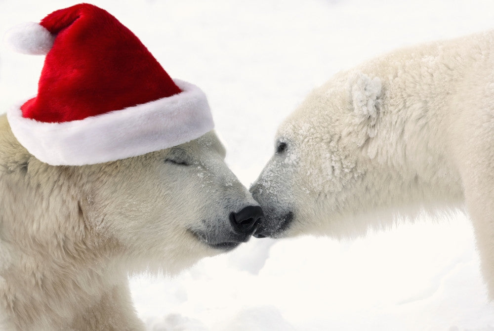 Two Polar Bears with Santa Hat Fine Art Print by Composite Image