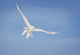 Snowy Owl in Flight Fine Art Print by Susan Dykstra