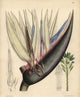 Strelitzia Nicolai Blue Bird-of-Paradise Flower Fine Art Print by Florilegius
