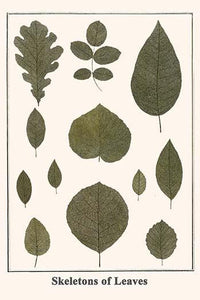 Quercus, Oak and Floral Species Fine Art Print by Albertus Seba