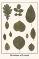 Quercus, Oak and Floral Species Fine Art Print by Albertus Seba