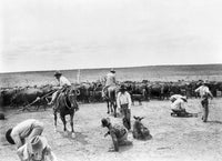 Texas Cowboys C1904 Fine Art Print by Granger Collection