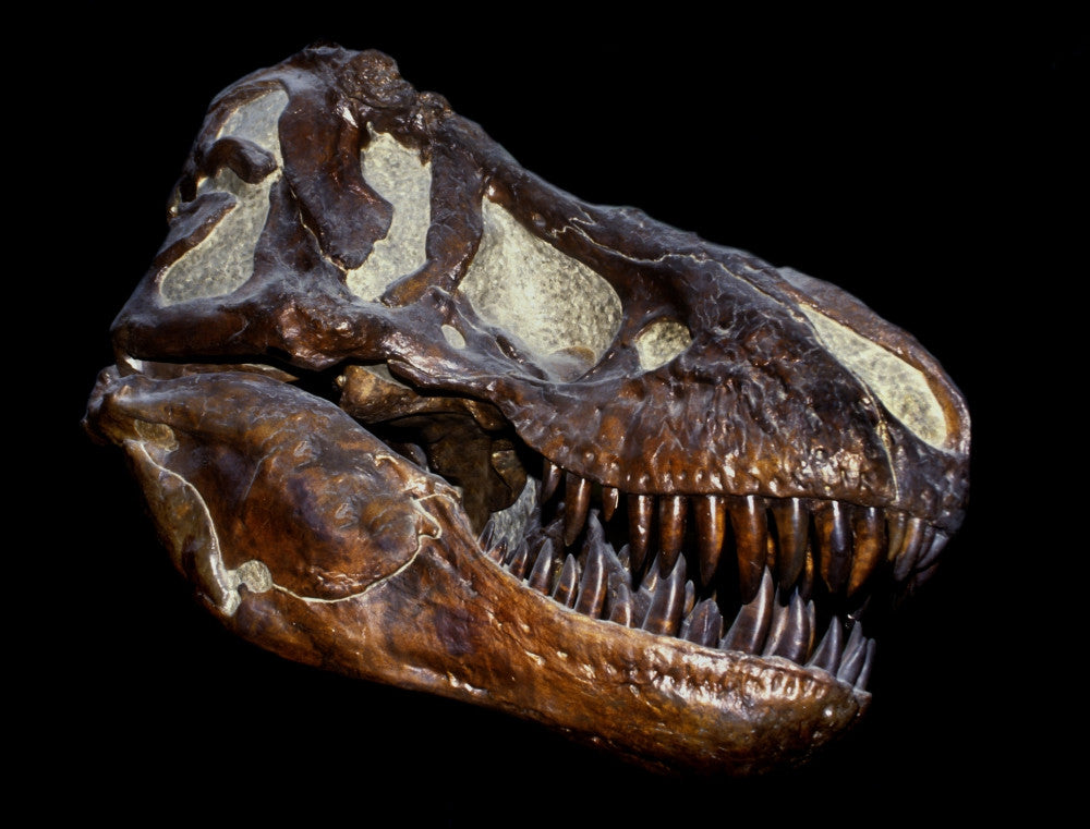 Fossilized T. Rex Skull Fine Art Print - Available in Two Sizes