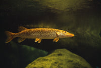 Underwater View of Northern Pike Fine Art Print