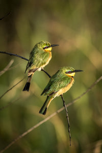 Two Little Bee-Eaters Fine Art Print by Nick Dale - Serengeti National Park
