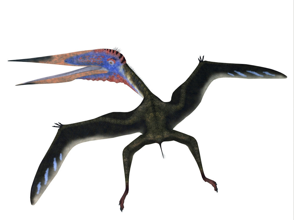 Zhejiangopterus Pterosaur Fine Art Print - Cretaceous Period