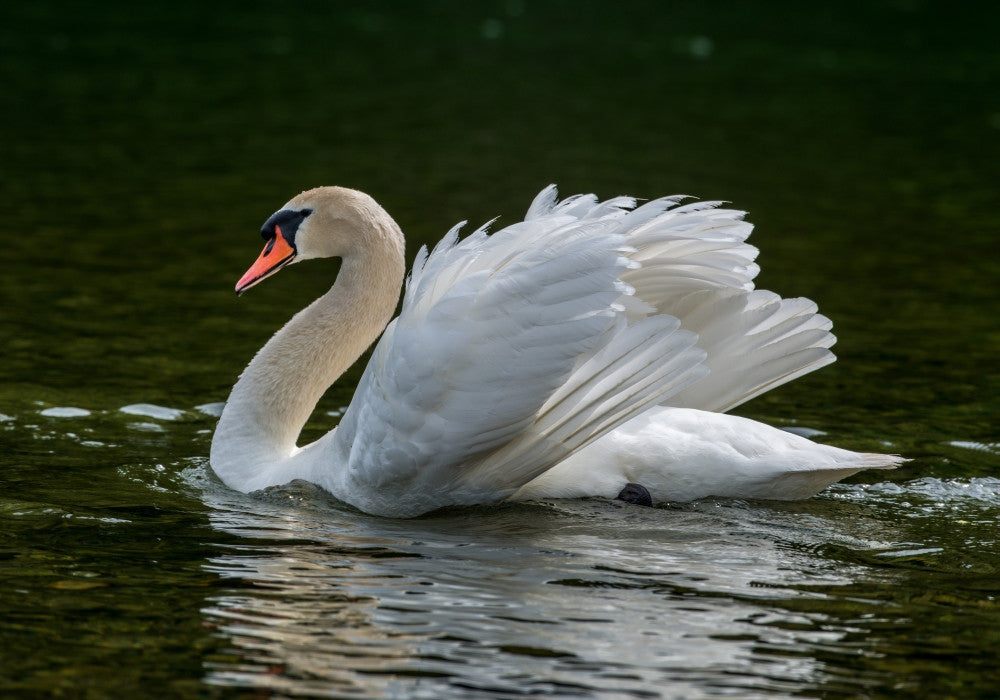 Mute Swan Displaying Plumage in Lake - Fine Art Print by Panoramic Images