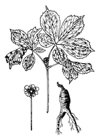 Botany: Ginseng Fine Art Print - Panax Quinquefolium Engraving
