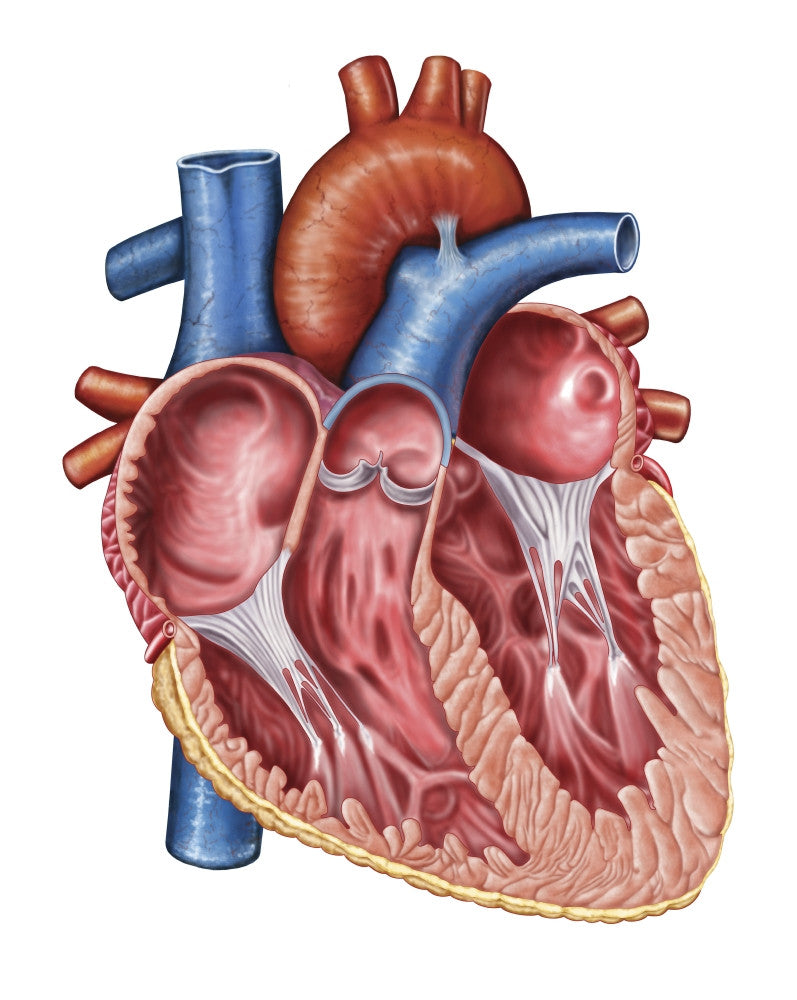 Interior of Human Heart Fine Art Print - Medical Illustration