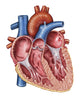 Interior of Human Heart Fine Art Print - Medical Illustration