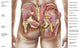 Anatomy of Gluteal Muscles Poster Print - Human Buttocks