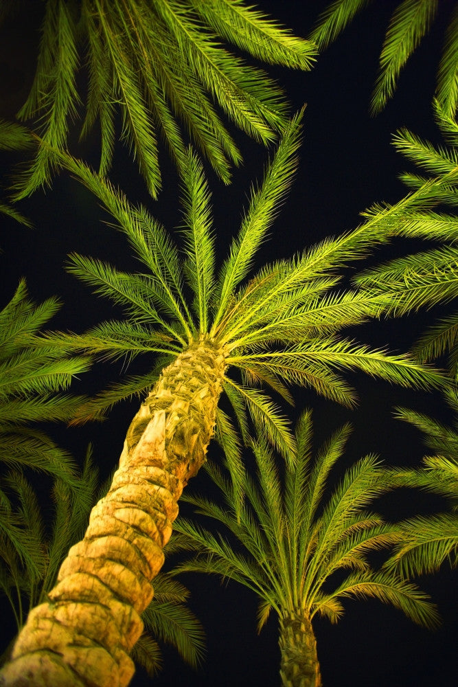 Palm Trees Fine Art Print - Arecaceae Genera