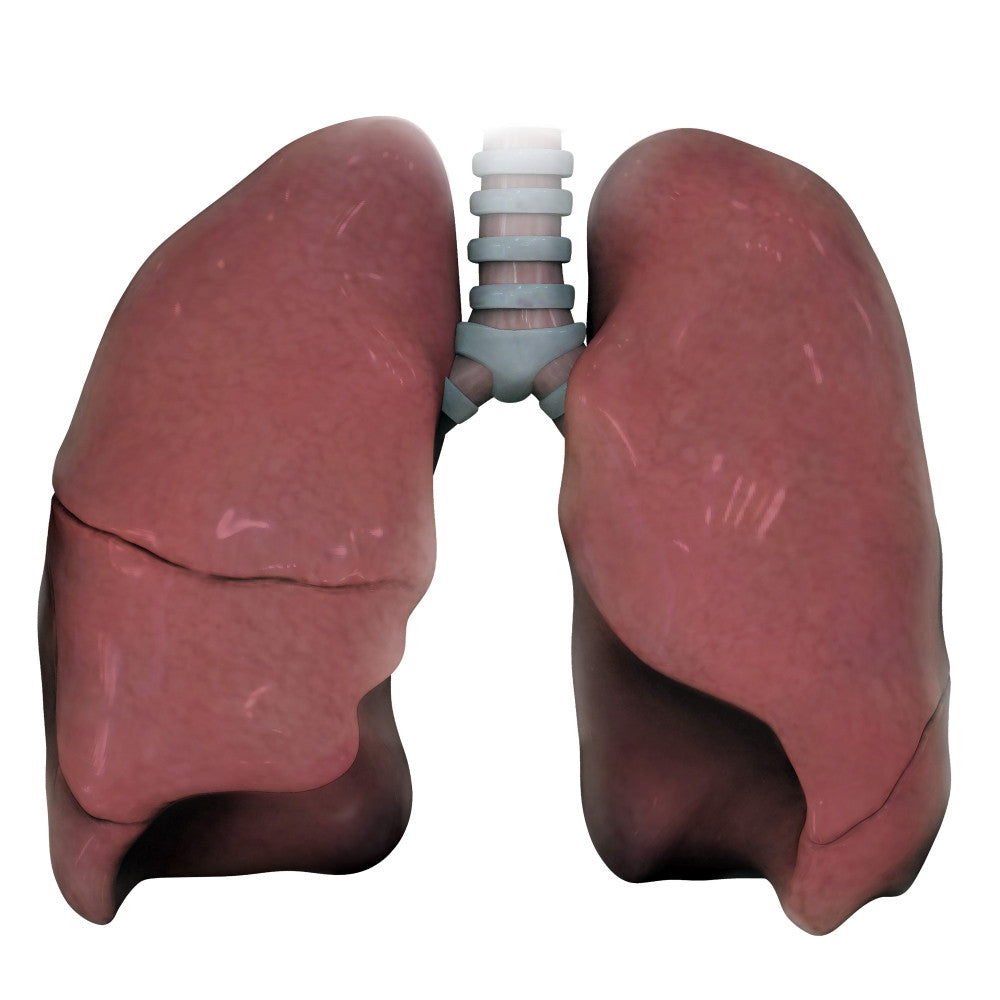 3D Model of Human Lungs Fine Art Print by Photon Illustration