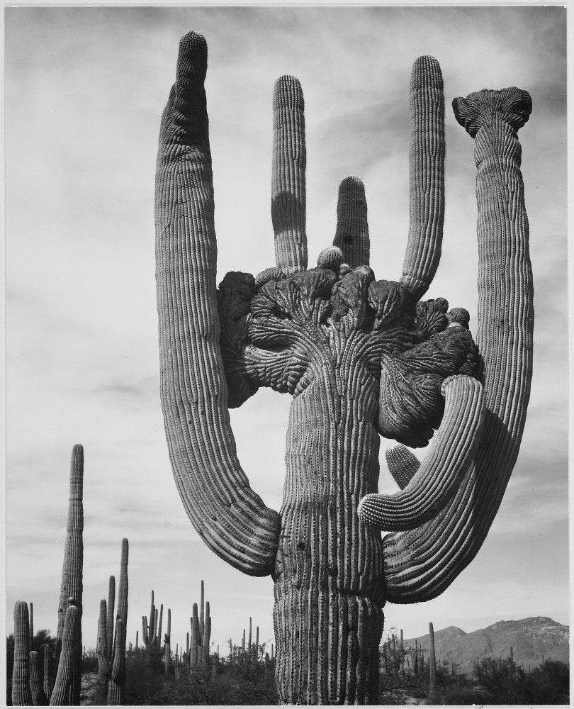 Saguaros Saguaro National Monument Fine Art Print by Ansel Adams