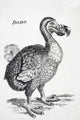 18th Century Dodo Bird Drawing Fine Art Print