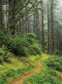 Sitka Spruce Forest Hiking Trail Fine Art Print by Robert L. Potts