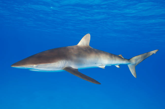 Silky Shark Fine Art Print - Coral Sea, Australia by VWPics
