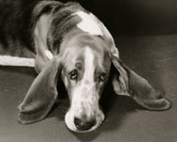 Charming Basset Hound Fine Art Print - Multiple Sizes Available