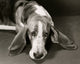 Charming Basset Hound Fine Art Print - Multiple Sizes Available