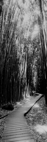 Trail in a Bamboo Forest Fine Art Print - Hana Coast, Maui, Hawaii